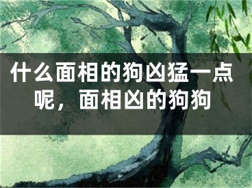 什么面相的狗凶猛一点呢，面相凶的狗狗