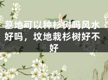 墓地可以种杉树吗风水好吗，坟地栽杉树好不好
