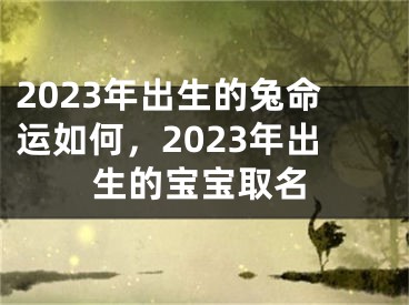 2023年出生的兔命运如何，2023年出生的宝宝取名