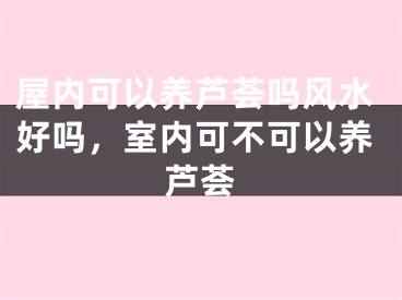屋内可以养芦荟吗风水好吗，室内可不可以养芦荟