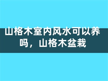 山格木室内风水可以养吗,山格木盆栽
