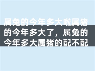 属兔的今年多大啦属猪的今年多大了，属兔的今年多大属猪的配不配
