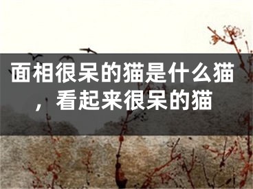 面相很呆的猫是什么猫，看起来很呆的猫