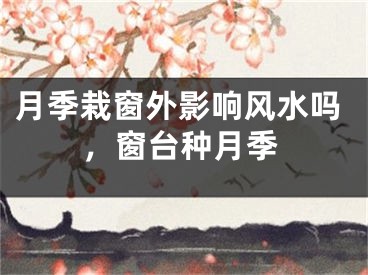 月季栽窗外影响风水吗,窗台种月季