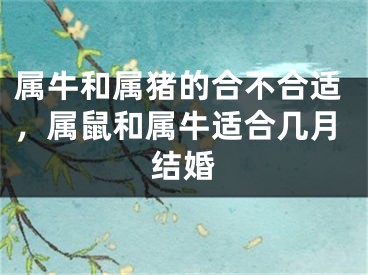 属牛和属猪的合不合适，属鼠和属牛适合几月结婚