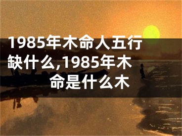 1985年木命人五行缺什么,1985年木命是什么木