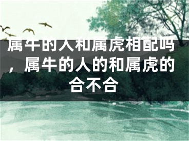 属牛的人和属虎相配吗，属牛的人的和属虎的合不合