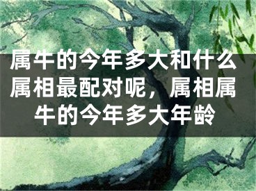 属牛的今年多大和什么属相最配对呢，属相属牛的今年多大年龄