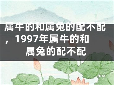 属牛的和属兔的配不配，1997年属牛的和属兔的配不配