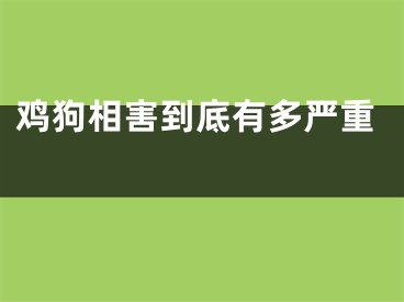 鸡狗相害到底有多严重 