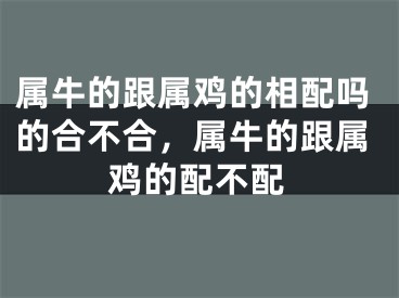 属牛的跟属鸡的相配吗的合不合，属牛的跟属鸡的配不配