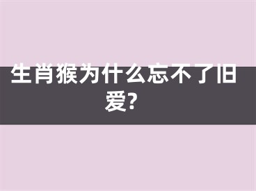 生肖猴为什么忘不了旧爱?