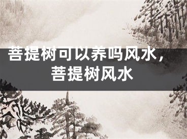 菩提树可以养吗风水，菩提树风水