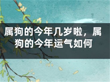 属狗的今年几岁啦,属狗的今年运气如何