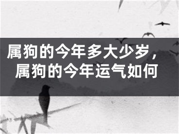 属狗的今年多大少岁,属狗的今年运气如何