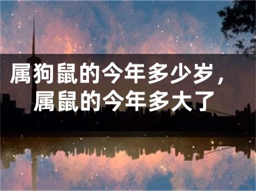 属狗鼠的今年多少岁，属鼠的今年多大了