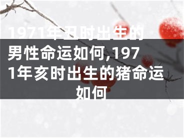 1971年丑时出生的男性命运如何,1971年亥时出生的猪命运如何