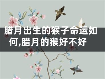 腊月出生的猴子命运如何,腊月的猴好不好