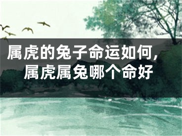 属虎的兔子命运如何,属虎属兔哪个命好