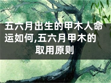 五六月出生的甲木人命运如何,五六月甲木的取用原则