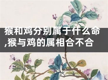 猴和鸡分别属于什么命,猴与鸡的属相合不合