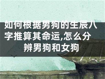 如何根据男狗的生辰八字推算其命运,怎么分辨男狗和女狗
