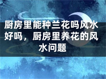 厨房里能种兰花吗风水好吗，厨房里养花的风水问题