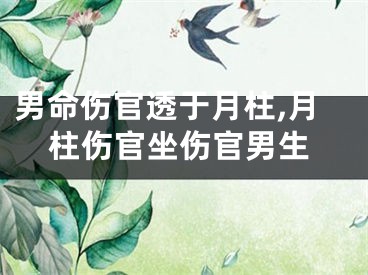 男命伤官透于月柱,月柱伤官坐伤官男生