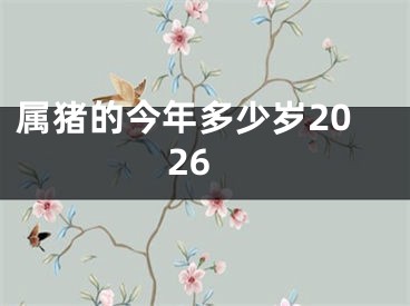 属猪的今年多少岁2026