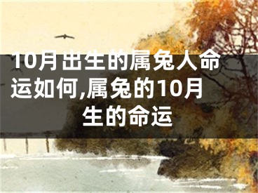 10月出生的属兔人命运如何,属兔的10月生的命运