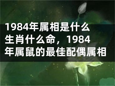 1984年属相是什么生肖什么命，1984年属鼠的最佳配偶属相
