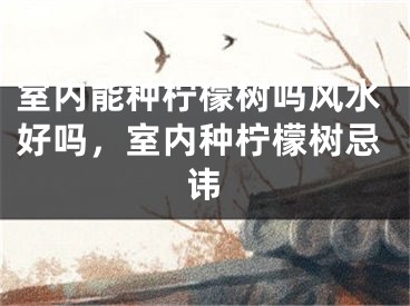 室内能种柠檬树吗风水好吗，室内种柠檬树忌讳