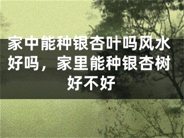 家中能种银杏叶吗风水好吗，家里能种银杏树好不好