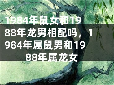 1984年鼠女和1988年龙男相配吗，1984年属鼠男和1988年属龙女