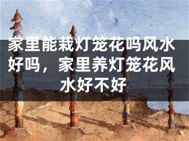 家里能栽灯笼花吗风水好吗，家里养灯笼花风水好不好