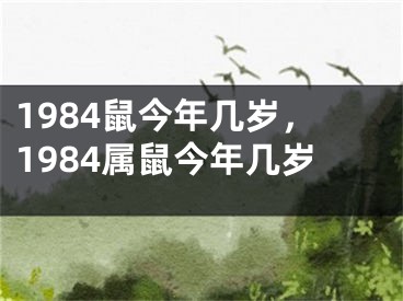 1984鼠今年几岁，1984属鼠今年几岁