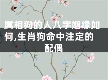 属相狗的人八字姻缘如何,生肖狗命中注定的配偶