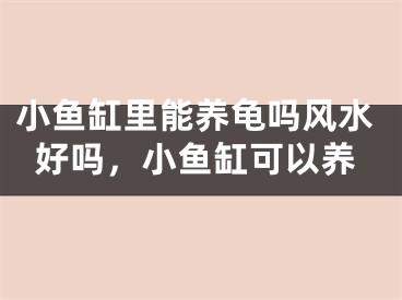 小鱼缸里能养龟吗风水好吗，小鱼缸可以养