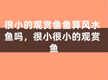 很小的观赏鱼鱼算风水鱼吗，很小很小的观赏鱼