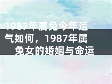 1987年属兔今年运气如何,1987年属兔女的婚姻与命运