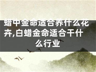 蜡中金命适合养什么花卉,白蜡金命适合干什么行业