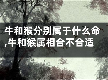 牛和猴分别属于什么命,牛和猴属相合不合适