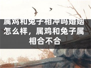 属鸡和兔子相冲吗婚姻怎么样,属鸡和兔子属相合不合