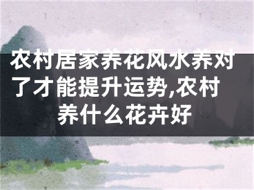 农村居家养花风水养对了才能提升运势,农村养什么花卉好