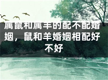 属鼠和属羊的配不配婚姻，鼠和羊婚姻相配好不好