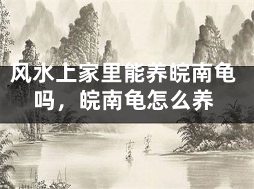风水上家里能养皖南龟吗,皖南龟怎么养