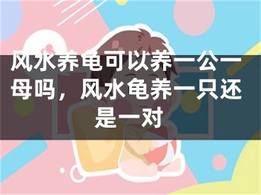 风水养龟可以养一公一母吗,风水龟养一只还是一对