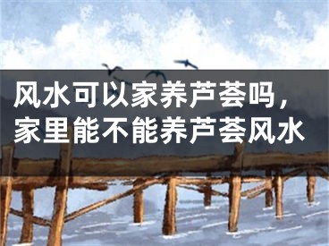 风水可以家养芦荟吗，家里能不能养芦荟风水